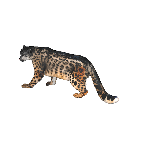 Snow Leopard in Motion