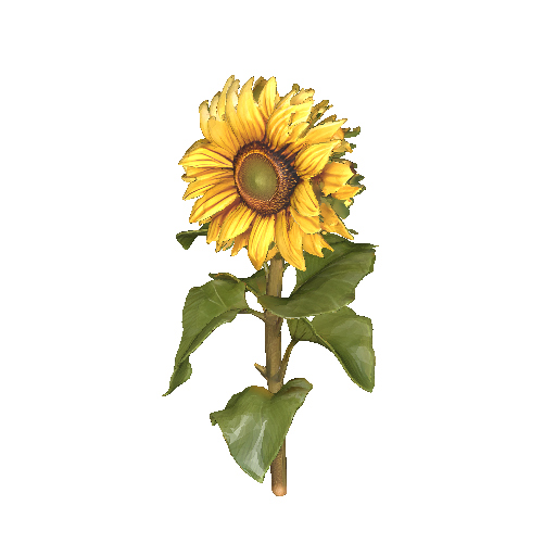 Realistic Sunflower 3D Model