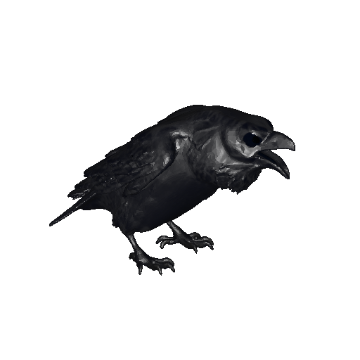 Dark Raven 3D Model