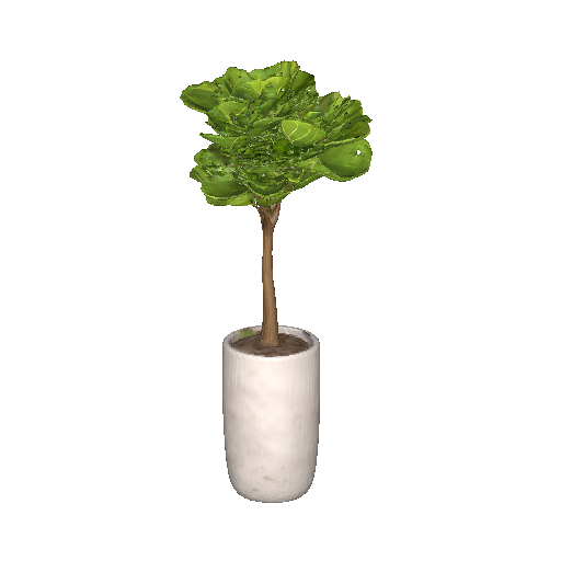 Stylish Fiddle Leaf Fig in Modern Planter