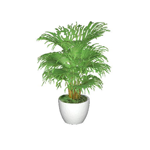 Potted Fan Palm Plant