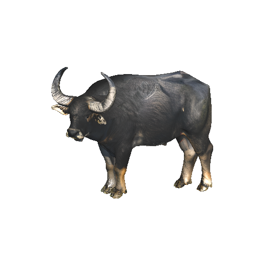 Majestic Realistic Water Buffalo 3D Model