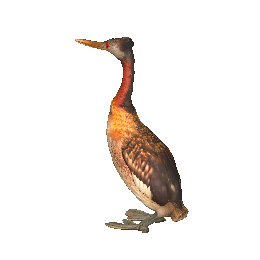 Realistic Grebe Bird 3D Model for Wildlife Scenes