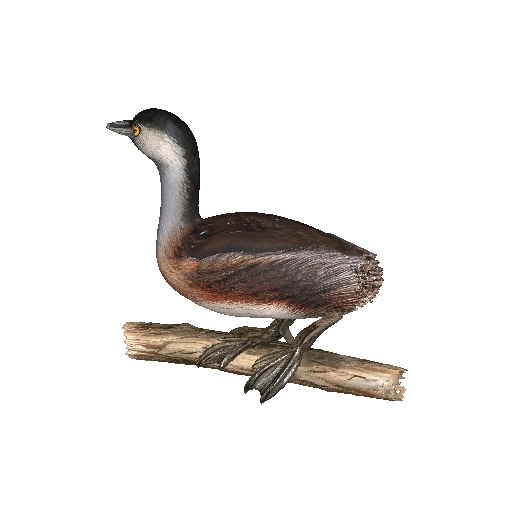 Photorealistic Pied-billed Grebe Bird on Branch 3D Model